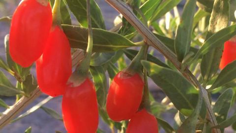 Les « fruits du bonheur », proviennent des goji (Lycium Barbarum), des arbustes originaires de Chine. © L'Or rouge du pont du Gard